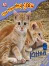 Kitten